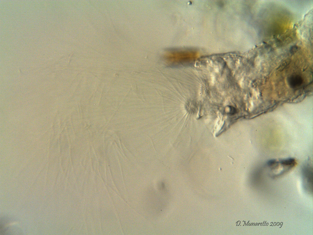 Collotheca...in movimento!